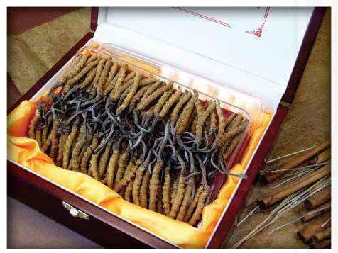 东方华侨农场冬虫夏草回收